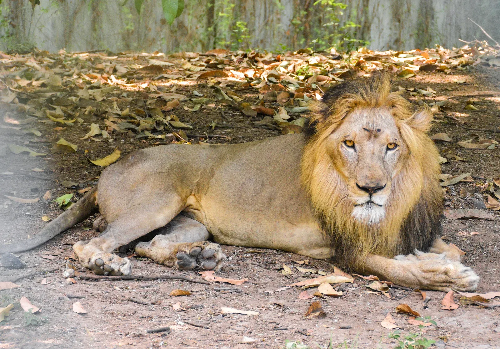 Gujarat lion attack: 11-year-old boy killed on Girnar hill route
