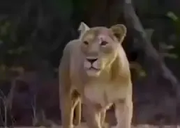 क्या 33 साल बाद गुजरात फिर टाइगर स्टेट बन गया?