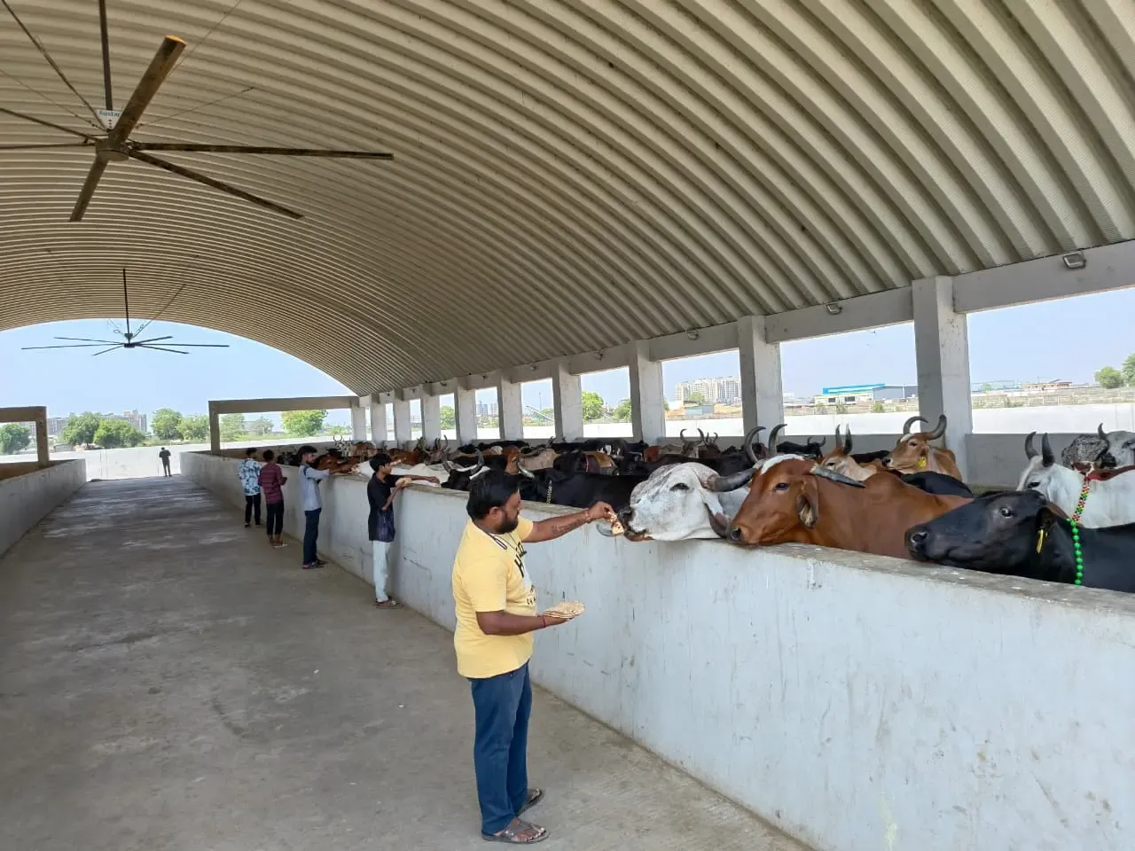 Ahmedabad AMC turns stray cattle dung into biogas, saves ₹10,350 monthly