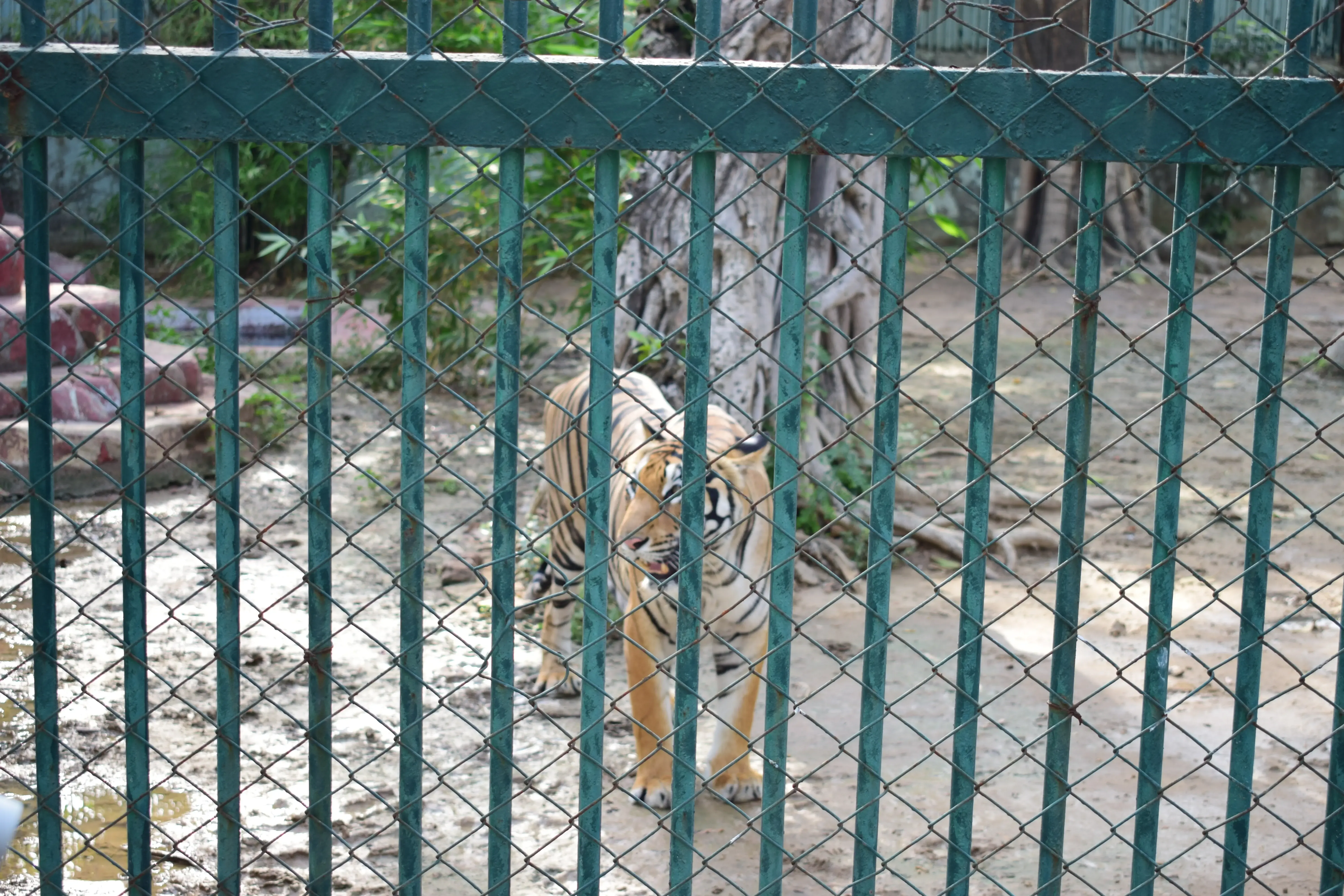 Ahmedabad Zoo deploys 40 air coolers, ORS water to protect 2,190 animals in heatwave