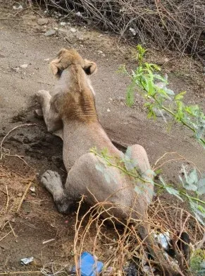 गुजरात: भावनगर में मालधारी पर शेर ने किया हमला, गंभीर हालत में अस्पताल में भर्ती