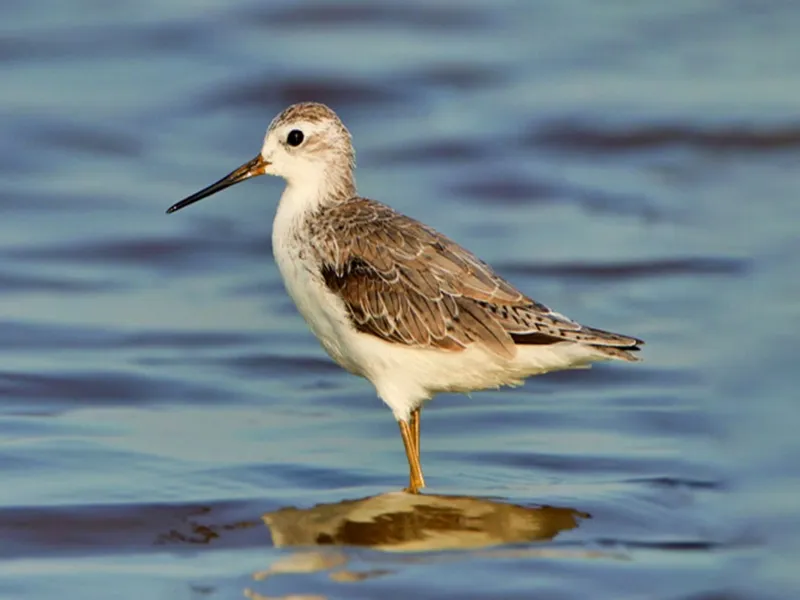 Gujarat: Waterbird Census at Nal Sarovar Sanctuary on January 25-26