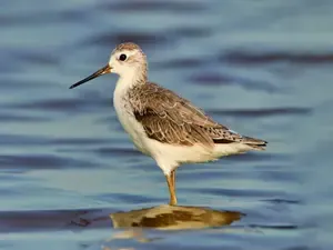 Gujarat: Waterbird Census at Nal Sarovar Sanctuary on January 25-26
