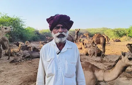 Camel milk in Kutch: How Sarhad Dairy is transforming herder livelihoods