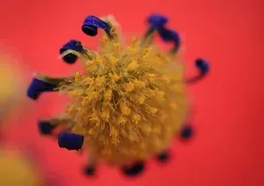 Chandipura virus Gujarat: 39 confirmed, 23 dead since June 30