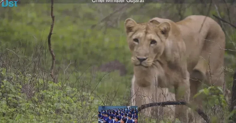 Gujarat CM Bhupendrabhai joins World Lion Day 2026 via video conference