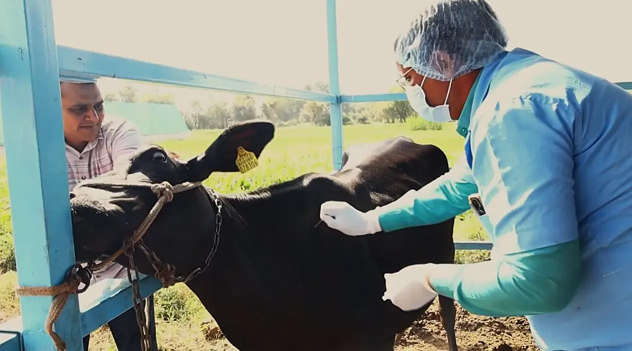Gujarat Achieves Remarkable FMD Control with 3%25 Spread and 80%25 Herd Immunity