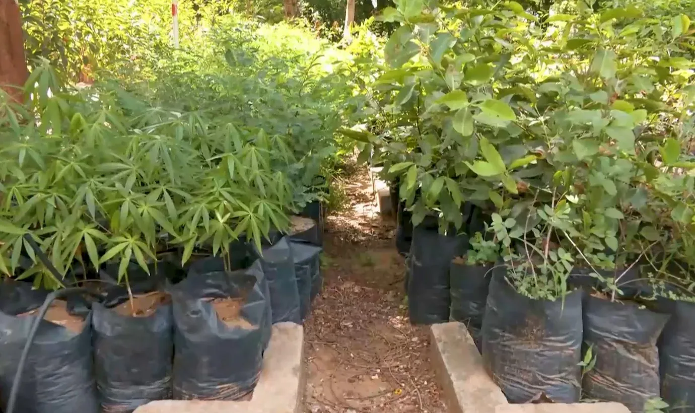 Gujarat Green Gujarat: ₹50 crore nursery push to plant 1 crore tall seedlings