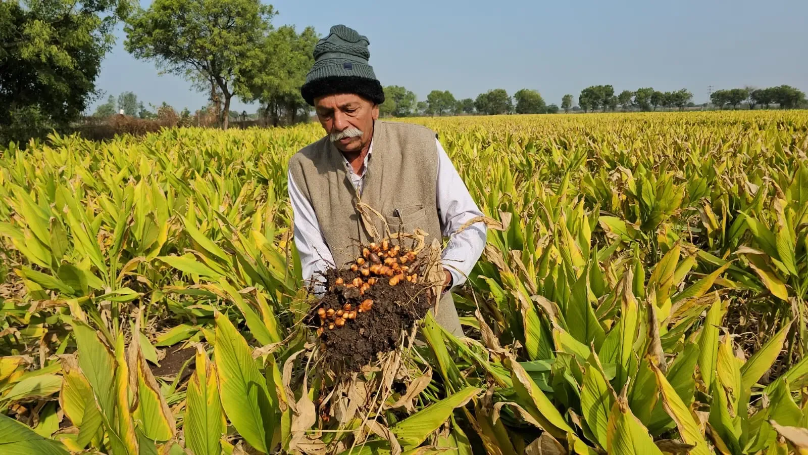 Gujarat farmer earns ₹11 lakh from 4 acres by processing turmeric into powder, pickle