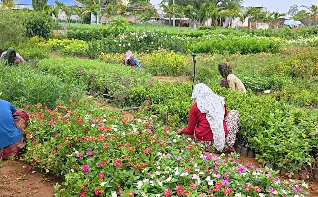 Gujarat Van Mahotsav 2025: 5.51 crore saplings to be planted across 74,453 hectares