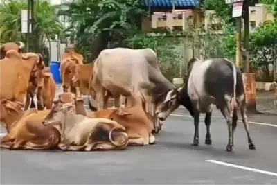 How is the Gujarat government Utilizing CCTV and AI to Tackle Stray Cattle?
