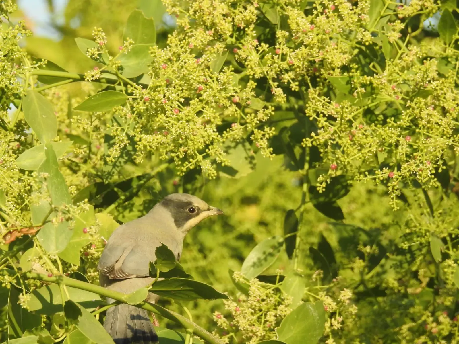 Why is the Grey Hypocolius Captivating Birdwatchers Worldwide at Chhari-Dhandh?