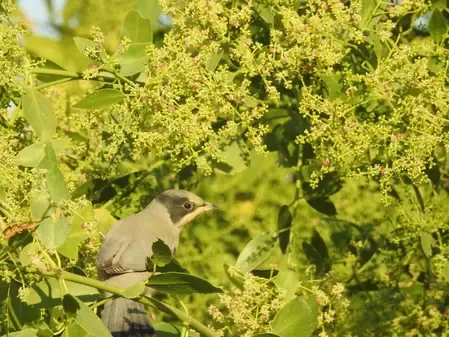 Why is the Grey Hypocolius Captivating Birdwatchers Worldwide at Chhari-Dhandh?