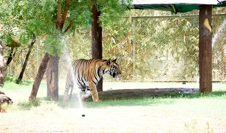 Indroda Nature Park deploys 15 coolers, 20 sprinklers to shield 600+ animals from Gujarat heat