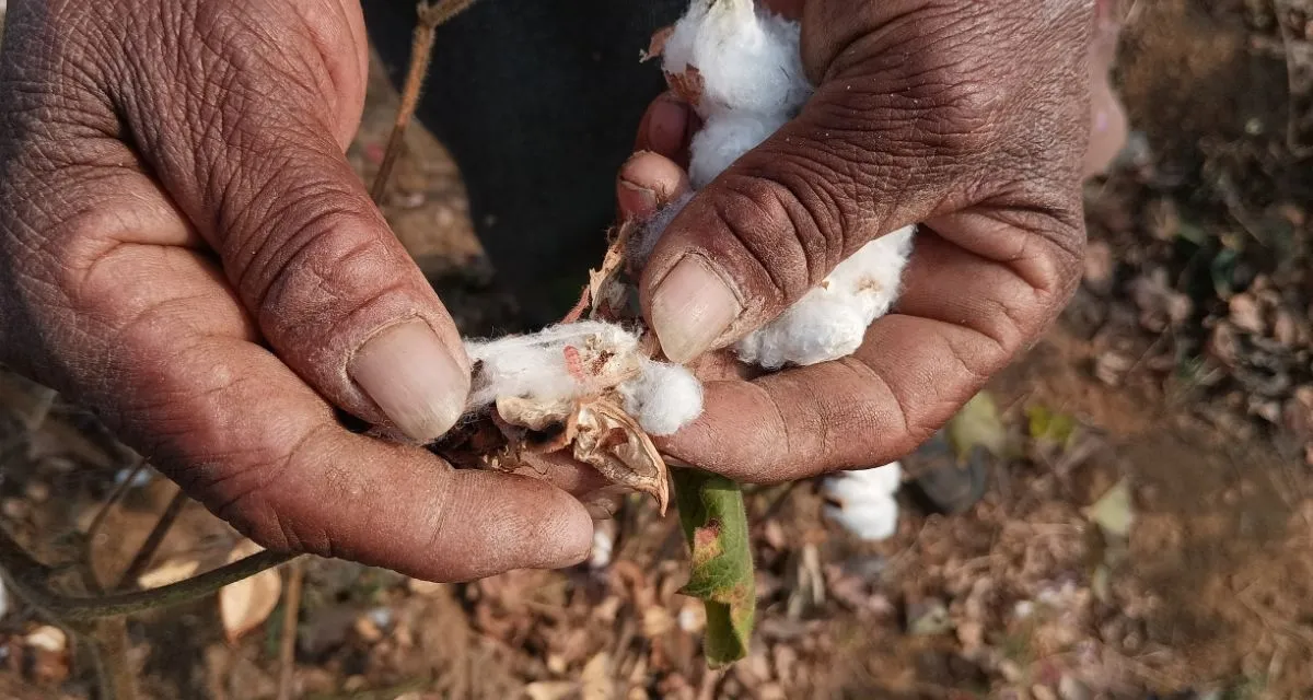 How is Gujarat Protecting Cotton Crops from Pest Infestations?