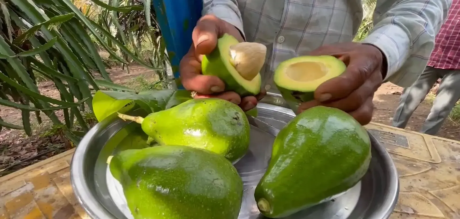 गुजरात के किसान दानुभाई सोलंकी की एवोकाडो क्रांति: ₹800–₹1,500/kg भाव, लाखों की कमाई