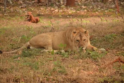 What Happened to the Lioness That Drowned in Junagadh Canal?