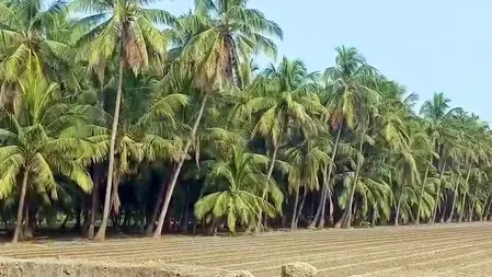गुजरात में नारियल की खेती का नया रिकॉर्ड, सालाना उत्पादन 26.09 करोड़ यूनिट के पार