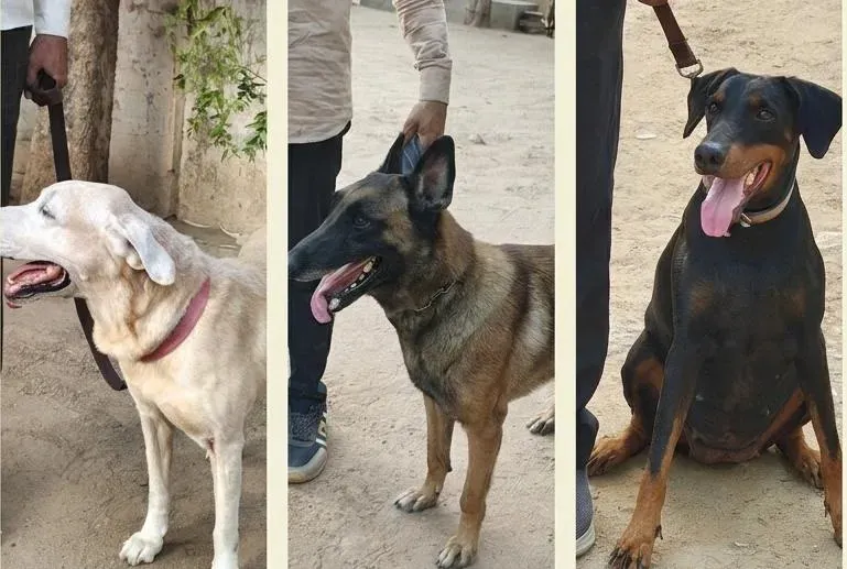 AI-171 crash one year on: How Ahmedabad's K9 unit worked the wreckage