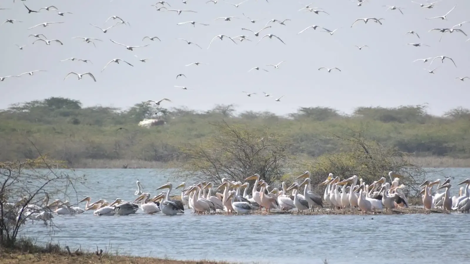 Gujarat wetlands host 35 lakh migratory birds across 5 Ramsar sites in 2025-26