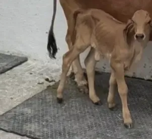 Gujarat records first Gyr calf born through IVF in Amreli