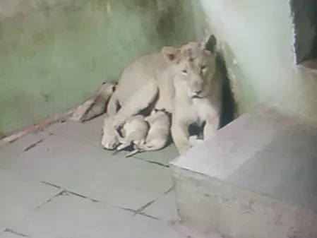 Rajkot Zoo welcomes 3 Asiatic lion cubs, total pride rises to 20