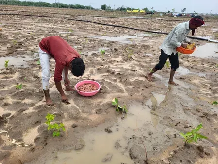 Gujarat to plant 1.25 crore trees on barren land under Gandhinagar Green drive