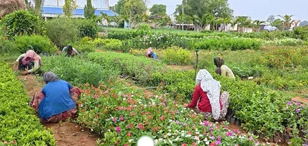 गुजरात वन महोत्सव 2025: 423 नर्सरियों से 11.80 करोड़ पौधे वितरित करने का लक्ष्य, 74,453 हेक्टेयर में होगा रोपण