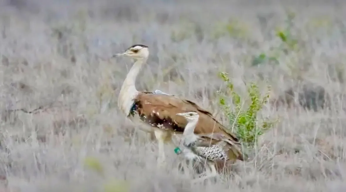 Gujarat's Great Indian Bustard chick crosses 40-day survival mark in Kutch