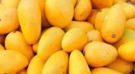 Gujarat Kesar mangoes scent Heathrow cargo as global exports surge