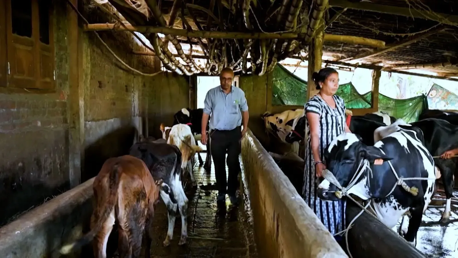 Gujarat's 'Miracle Boy' Achieves Unprecedented Success in Dairy Artificial Insemination