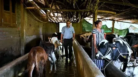 Gujarat's 'Miracle Boy' Achieves Unprecedented Success in Dairy Artificial Insemination