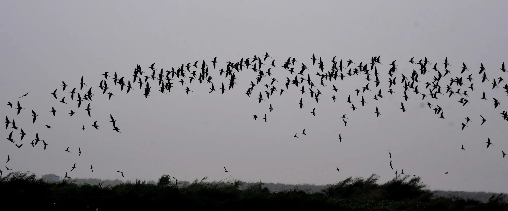Did Gujarat's wetlands host over 8.33 lakh migratory birds in 2024–25?