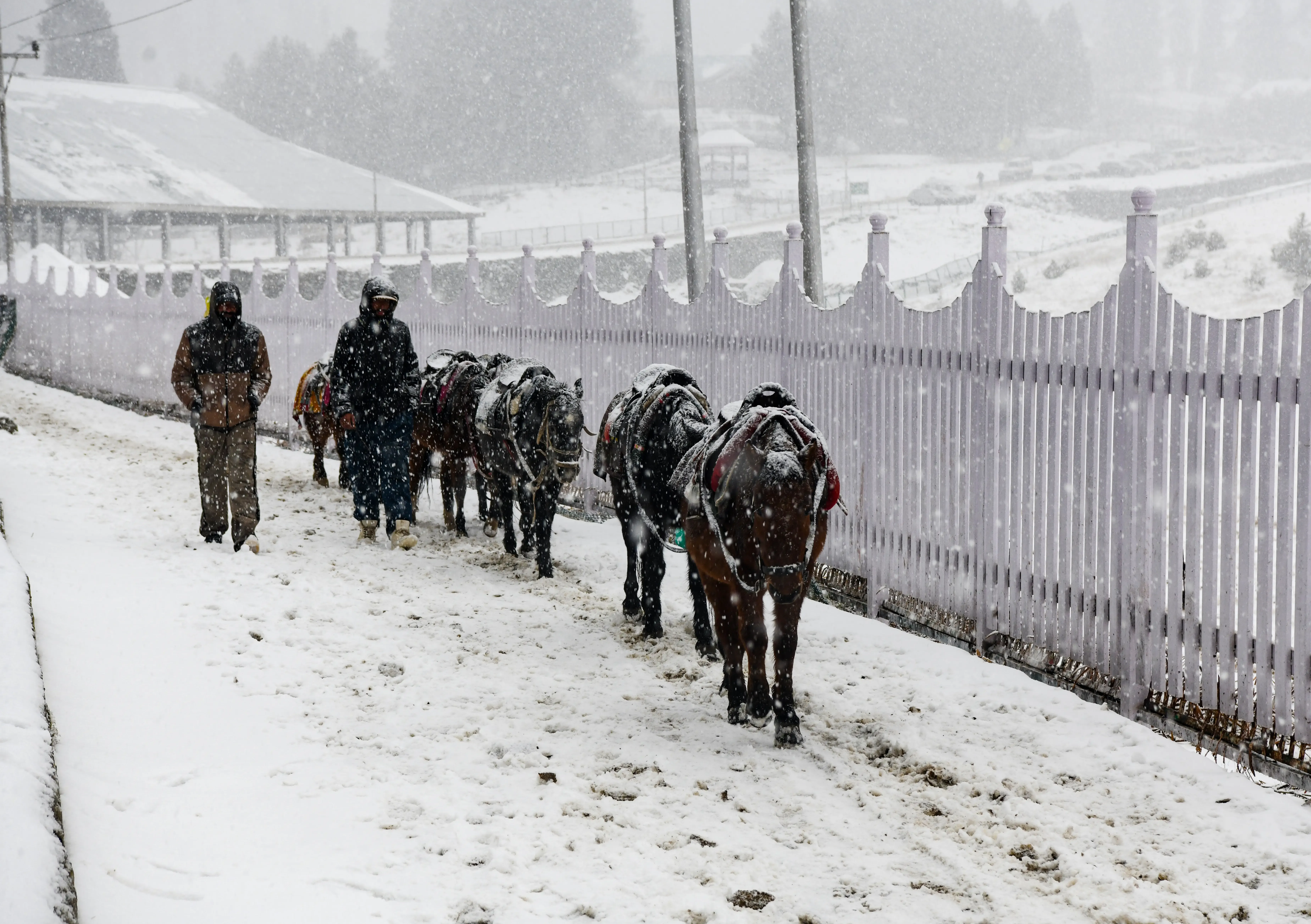 Is Gulmarg Freezing at Minus 8.8? Cold Wave Intensifies in J&K!