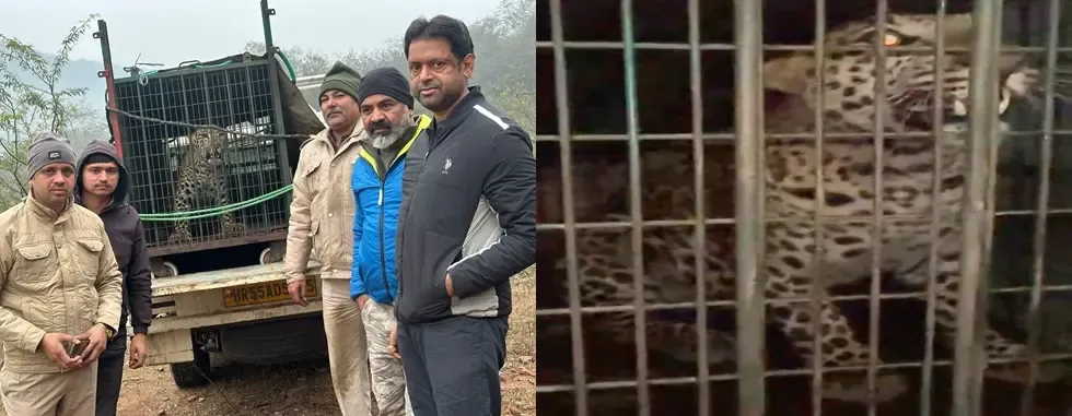 Gurugram: Leopard Enters Residential Complex in Sohna, Causes Alarm
