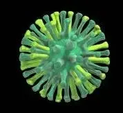 Concerns Rise Over H5N1 Mutation in US Dairy Herds