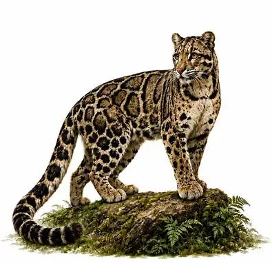 Clouded Leopard Conservation Plan: 14 Northeast landscapes prioritised
