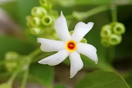 हरसिंगार के पत्तों से मिलती है सायटिका में राहत