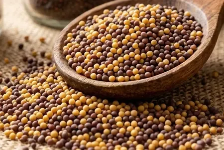 Haryana Set to Achieve 13.17 Lakh Metric Tons of Mustard Production
