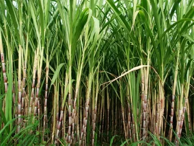 Has Haryana Increased Sugarcane Rates by Rs 15 per Quintal?