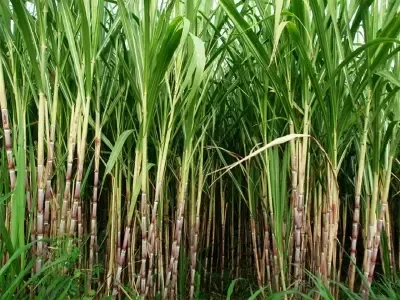 Has Haryana Increased Sugarcane Rates by Rs 15 per Quintal?