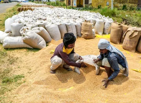 Haryana to add 20 lakh MT grain storage in 2025, double capacity by 2047