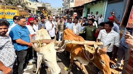 हजारीबाग शहर की जर्जर सड़कों पर विरोध जताने के लिए हल-बैल लेकर उतरे भाजपा विधायक