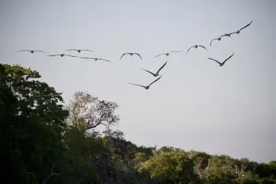 How Do Heat Extremes Affect Tropical Birds?