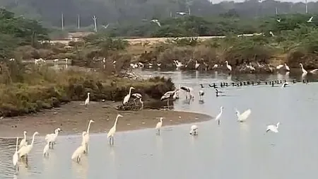 Could Heavy Rain be Creating a Unique Bird Sanctuary in Thoothukudi?