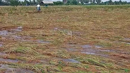 How Have Heavy Rains Impacted Over 14,000 Acres of Paddy in TN Delta Districts?