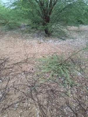 Severe Weather Disrupts Agriculture in Rajasthan