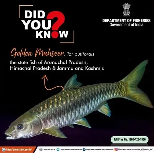 How Did Himachal Pradesh Achieve a Record Number of Golden Mahseer Breeding?