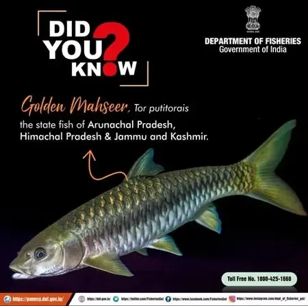 How Did Himachal Pradesh Achieve a Record Number of Golden Mahseer Breeding?