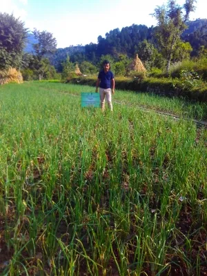 Himachal sees driest winter in eight years, horticulture university issues advisory to farmers